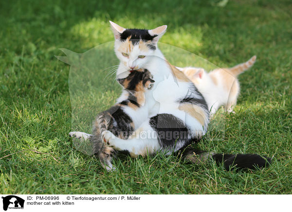 mother cat with kitten / PM-06996