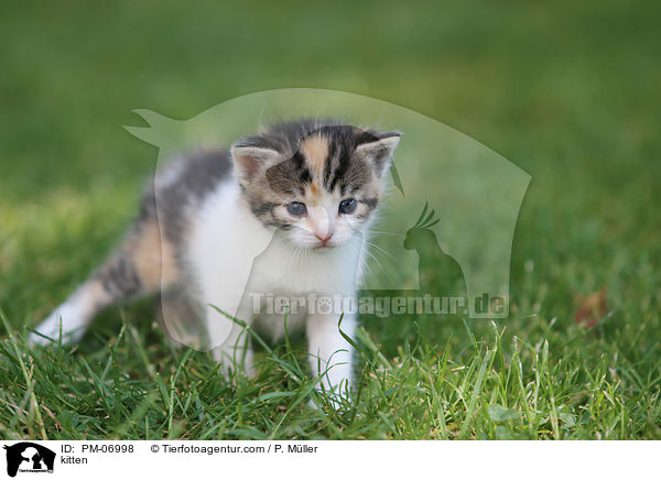 kitten / PM-06998