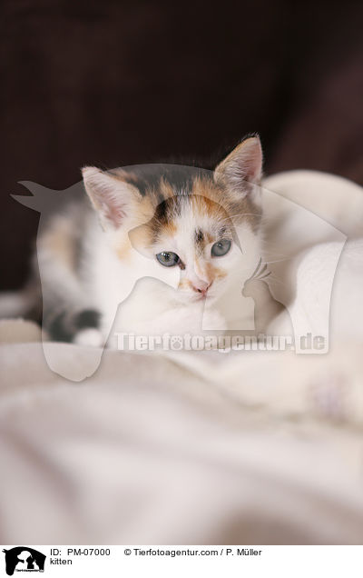 kitten / PM-07000