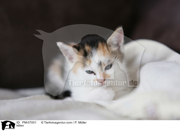 kitten / PM-07001