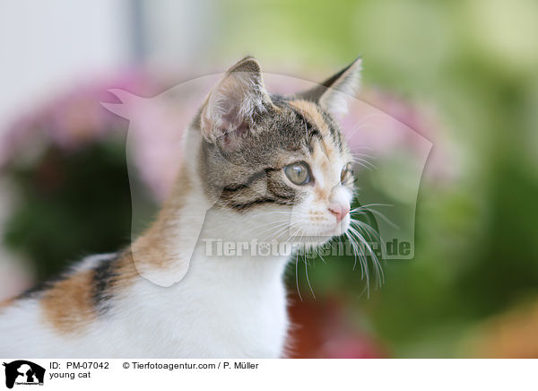 young cat / PM-07042