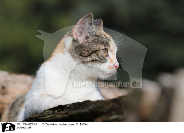 young cat / PM-07048