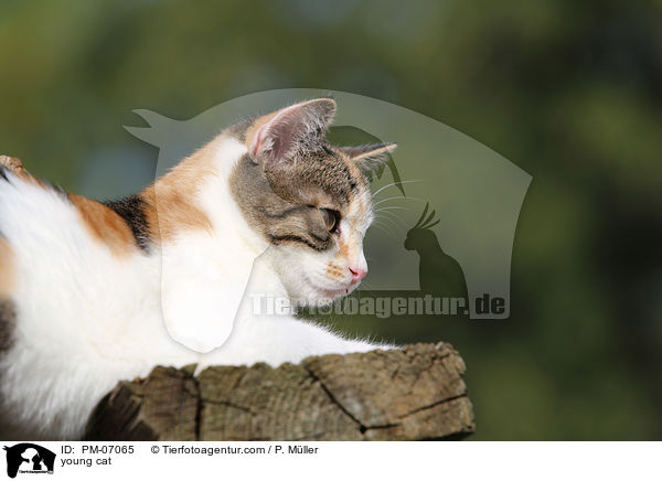 young cat / PM-07065