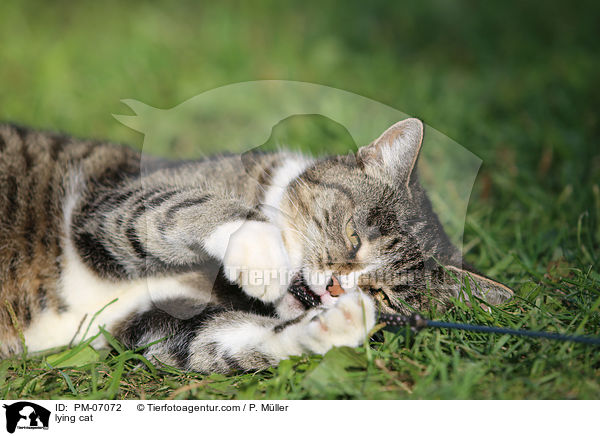lying cat / PM-07072