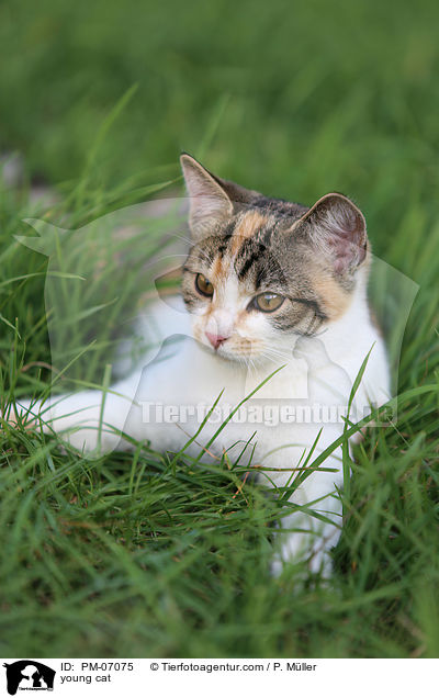 young cat / PM-07075