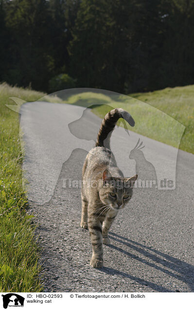 laufende Hauskatze / walking cat / HBO-02593
