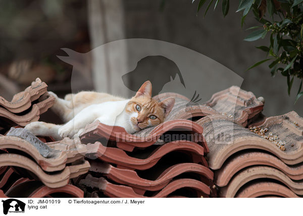 lying cat / JM-01019