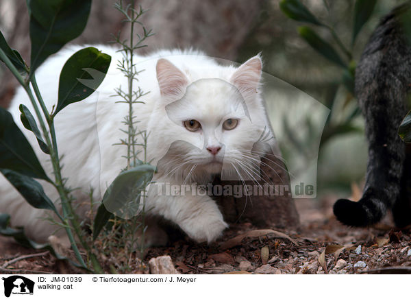 walking cat / JM-01039