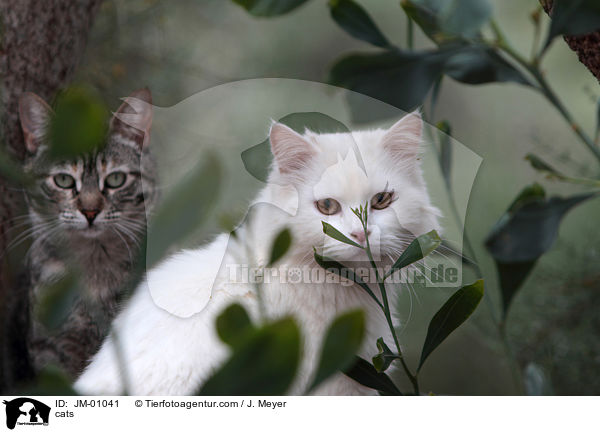 cats / JM-01041