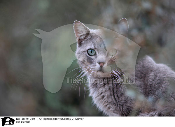 cat portrait / JM-01050