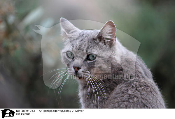 cat portrait / JM-01053