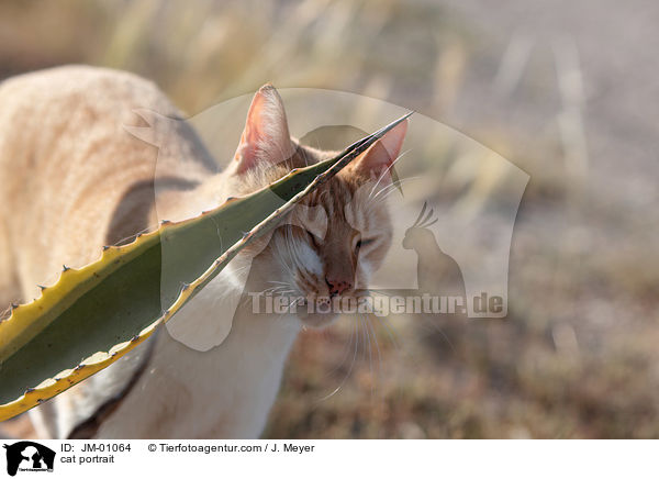 cat portrait / JM-01064
