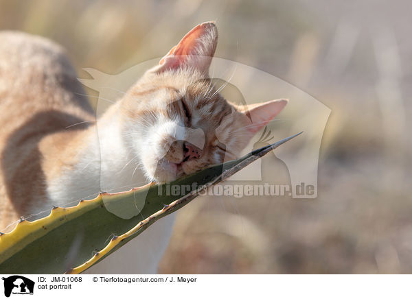 Hauskatze Portrait / cat portrait / JM-01068