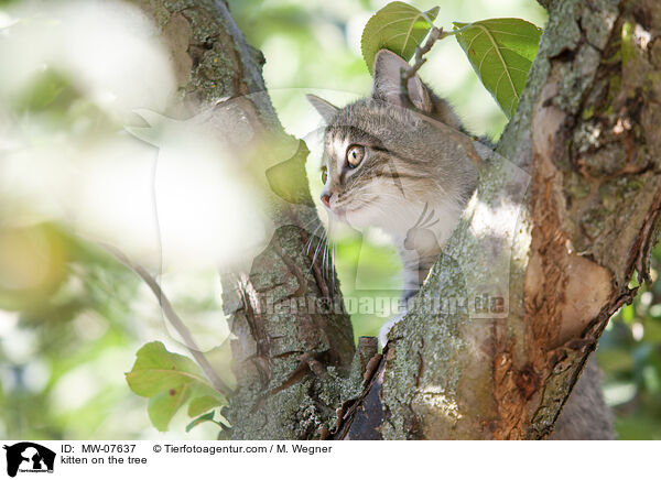 kitten on the tree / MW-07637