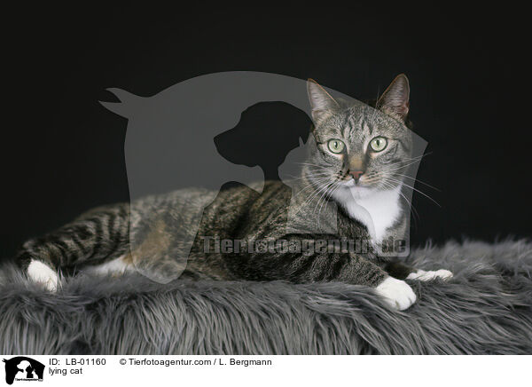 lying cat / LB-01160