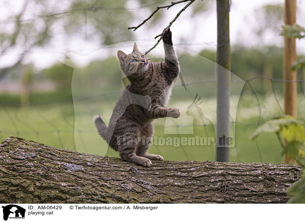 spielende Hauskatze / playing cat / AM-06429
