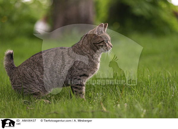 Hauskatze / cat / AM-06437