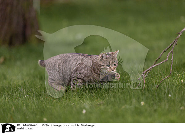 laufende Hauskatze / walking cat / AM-06445