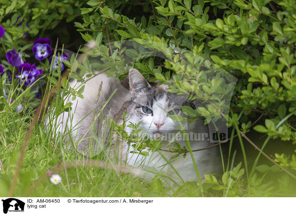 lying cat / AM-06450