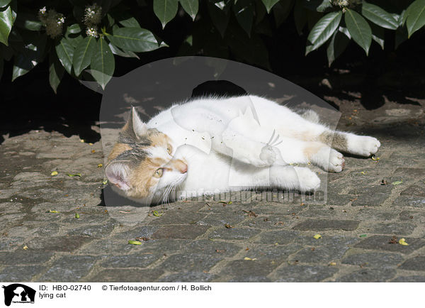 lying cat / HBO-02740