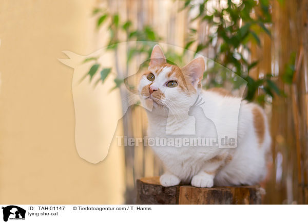 lying she-cat / TAH-01147