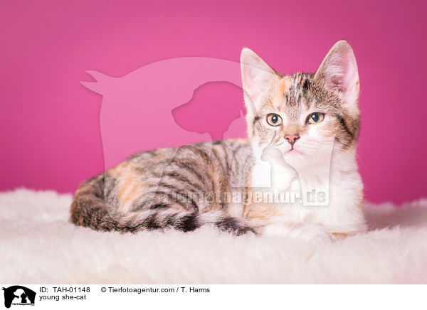 young she-cat / TAH-01148
