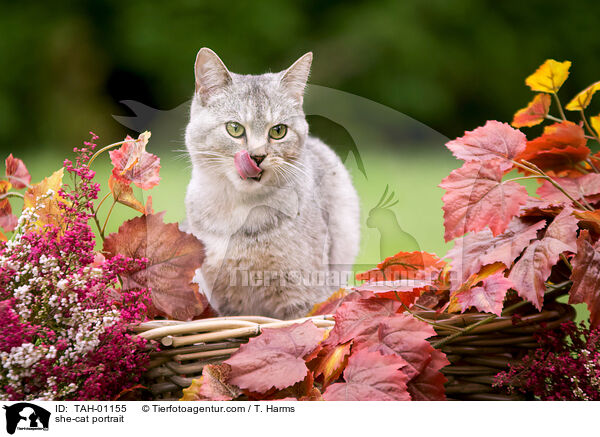 she-cat portrait / TAH-01155