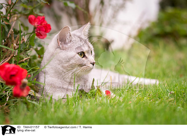lying she-cat / TAH-01157