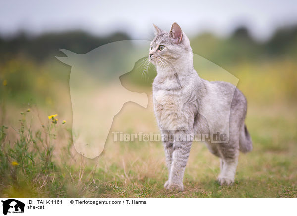 she-cat / TAH-01161