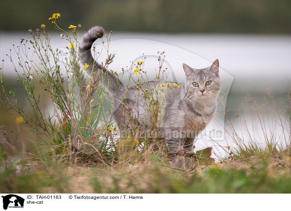 she-cat / TAH-01163