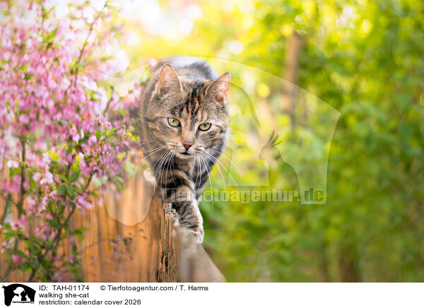 walking she-cat / TAH-01174