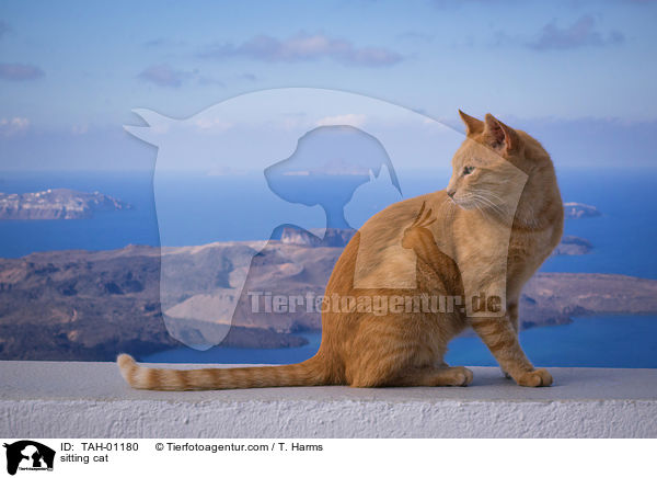 sitting cat / TAH-01180
