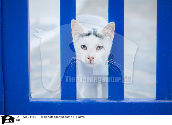 cat / TAH-01182