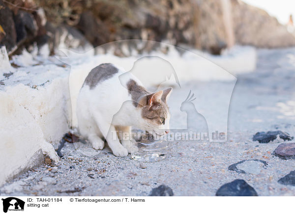sitting cat / TAH-01184