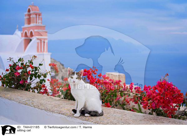 sitting cat / TAH-01185