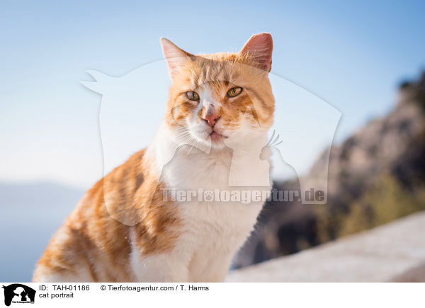 cat portrait / TAH-01186