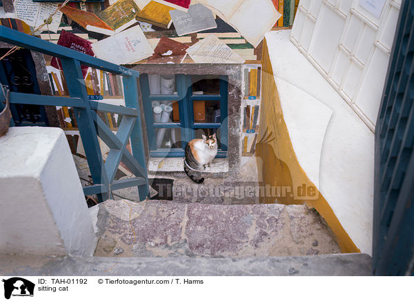 sitting cat / TAH-01192