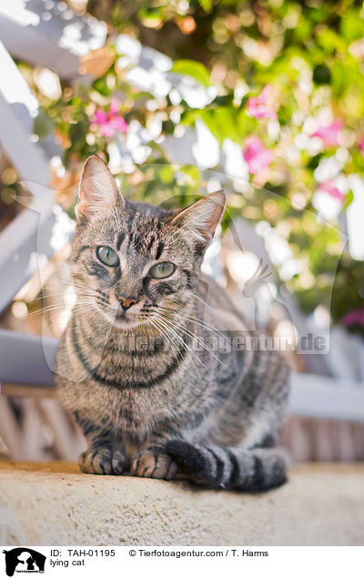 liegende Katze / lying cat / TAH-01195