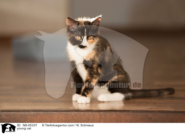 junge Hauskatze / young cat / NS-05337