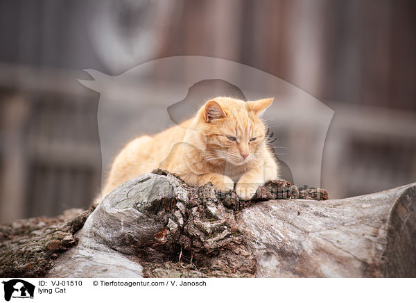 lying Cat / VJ-01510