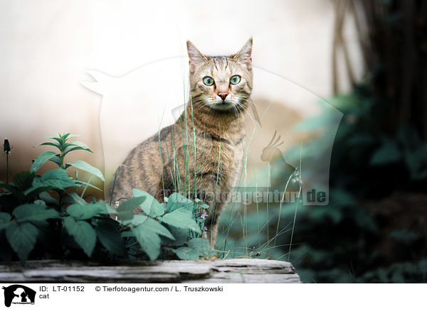 cat / LT-01152