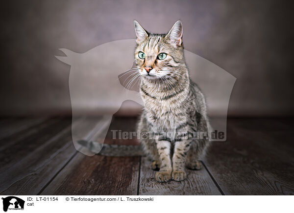 cat / LT-01154