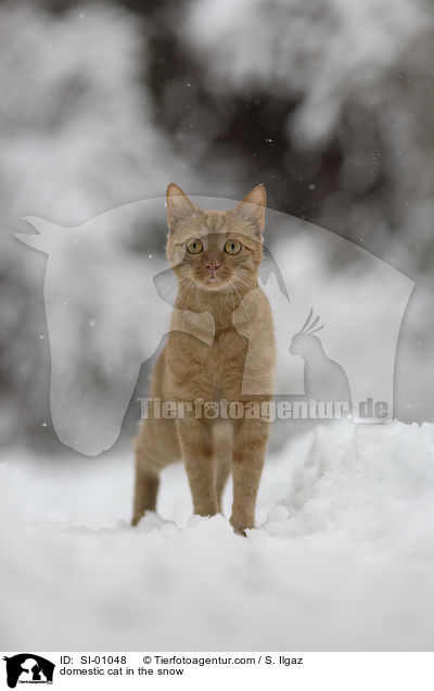domestic cat in the snow / SI-01048