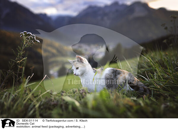 Hauskatze / Domestic Cat / SEK-01114