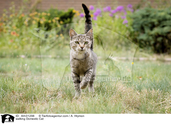 walking Domestic Cat / AH-01298
