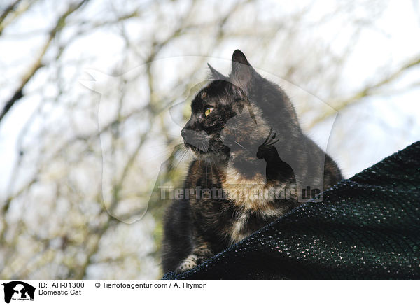 Domestic Cat / AH-01300