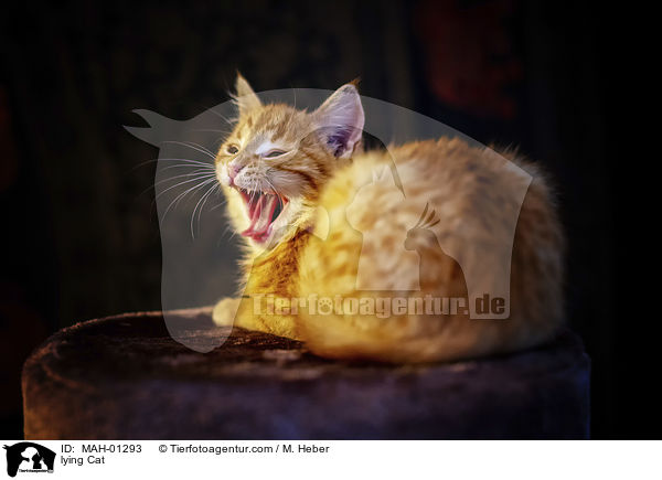 lying Cat / MAH-01293