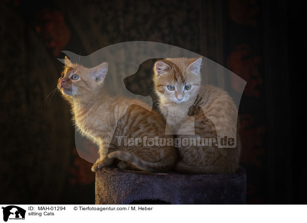 sitting Cats / MAH-01294