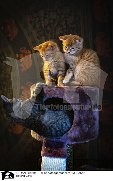 playing Cats / MAH-01295