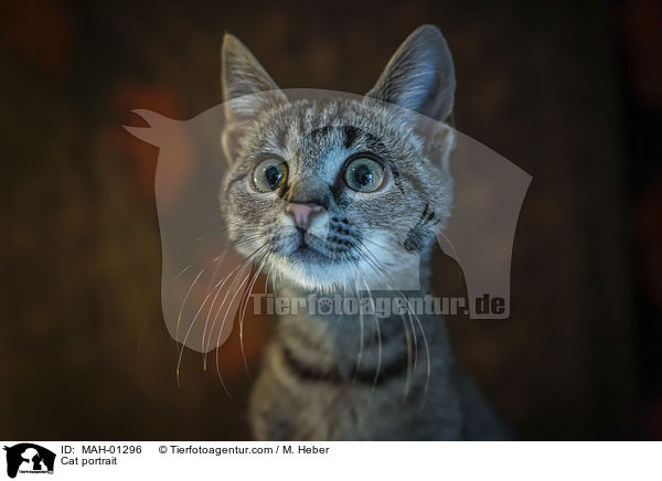 Cat portrait / MAH-01296